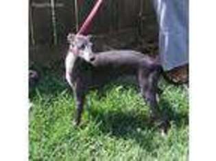 Italian Greyhound Puppy for sale in West Memphis, AR, USA