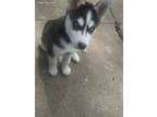 Siberian Husky Puppy for sale in Rolling Meadows, IL, USA