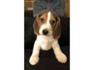 Beagle Puppy for sale in Stroudsburg, PA, USA