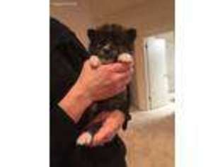 Akita Puppy for sale in Pleasant Grove, UT, USA