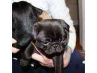 Pug Puppy for sale in Saugus, MA, USA