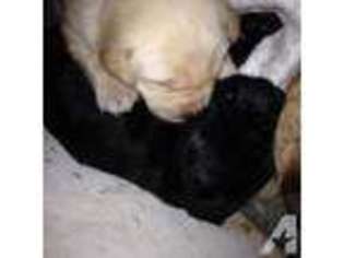 Labrador Retriever Puppy for sale in MILWAUKEE, WI, USA