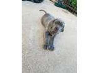 Neapolitan Mastiff Puppy for sale in Fort Worth, TX, USA