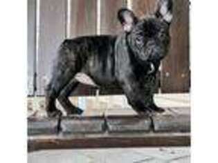 French Bulldog Puppy for sale in Fort Scott, KS, USA