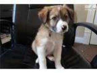 Border Collie Puppy for sale in Fort Wayne, IN, USA