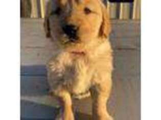 Golden Retriever Puppy for sale in Kaufman, TX, USA