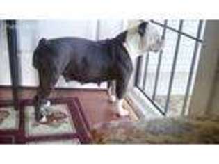 Olde English Bulldogge Puppy for sale in Ripon, CA, USA