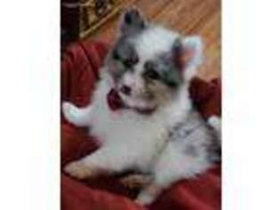 Pomeranian Puppy for sale in Randleman, NC, USA