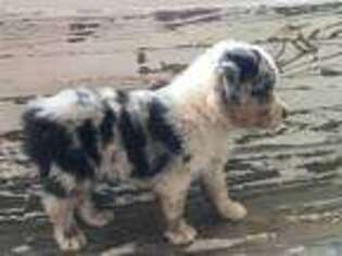 Australian Shepherd Puppy for sale in Peace Valley, MO, USA