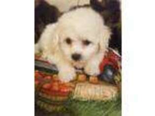 Bichon Frise Puppy for sale in Toronto, OH, USA