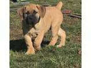 Boerboel Puppy for sale in Harrisburg, OR, USA
