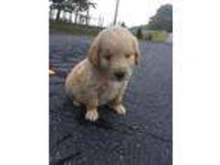 Goldendoodle Puppy for sale in Hillsville, VA, USA