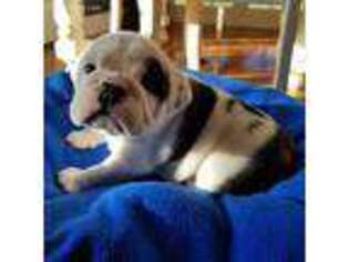 Bulldog Puppy for sale in Mount Sterling, OH, USA
