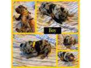 Mutt Puppy for sale in Hermitage, TN, USA