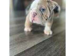 Bulldog Puppy for sale in Sachse, TX, USA