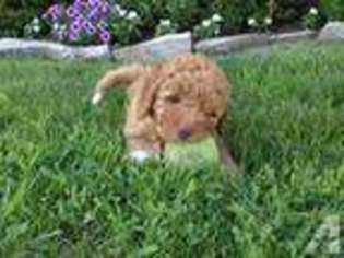 Mutt Puppy for sale in MAUMEE, OH, USA