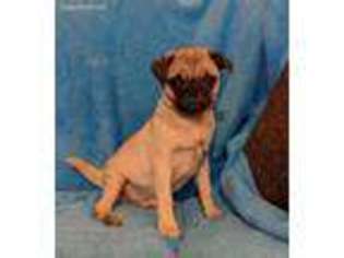 Pug Puppy for sale in Delta, CO, USA