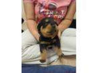 Rottweiler Puppy for sale in Fountain Inn, SC, USA