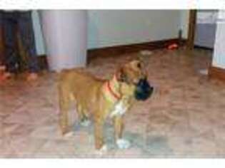 Boxer Puppy for sale in South Bend, IN, USA