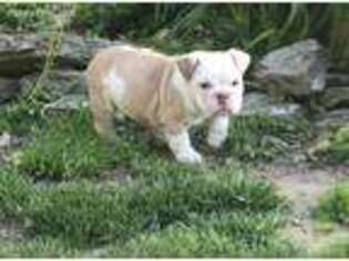 Bulldog Puppy for sale in Payson, IL, USA