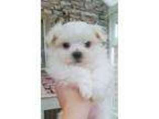 Maltese Puppy for sale in Georgetown, SC, USA