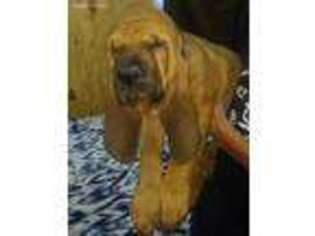Bloodhound Puppy for sale in Loudonville, OH, USA