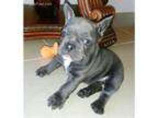 French Bulldog Puppy for sale in Plattsburg, MO, USA