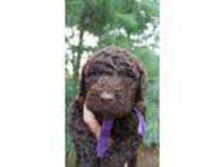 Goldendoodle Puppy for sale in Mc Leansboro, IL, USA