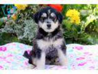 Siberian Husky Puppy for sale in Lancaster, PA, USA