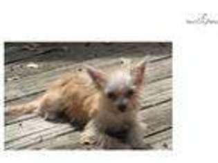 Chorkie Puppy for sale in Fort Worth, TX, USA