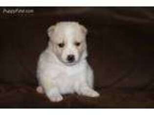 Mutt Puppy for sale in North Bend, OR, USA