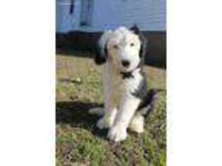 Old English Sheepdog Puppy for sale in Cardwell, MO, USA