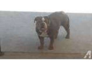 Olde English Bulldogge Puppy for sale in SAN JOSE, CA, USA