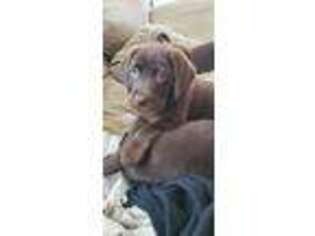 Labrador Retriever Puppy for sale in Haymarket, VA, USA