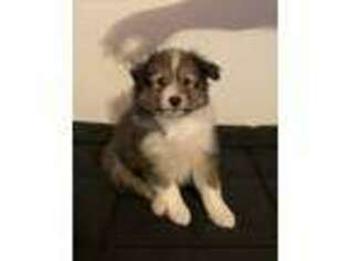 Shetland Sheepdog Puppy for sale in Greeley, CO, USA