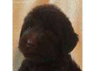 Labradoodle Puppy for sale in Bogue Chitto, MS, USA