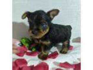 Yorkshire Terrier Puppy for sale in Dundee, OH, USA