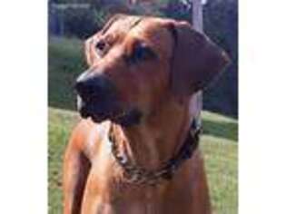 Rhodesian Ridgeback Puppy for sale in Andrews, NC, USA