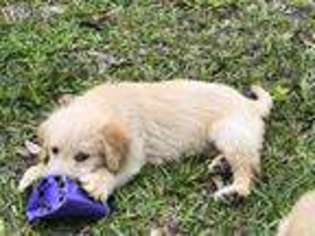 Labradoodle Puppy for sale in Chiefland, FL, USA