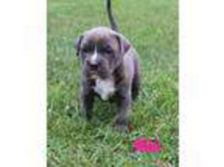 Mutt Puppy for sale in Catonsville, MD, USA