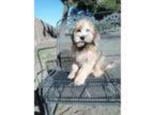 Mutt Puppy for sale in Phelan, CA, USA