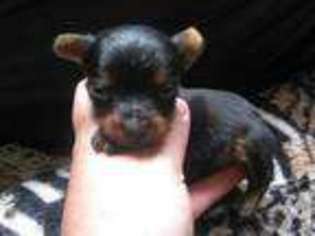 Yorkshire Terrier Puppy for sale in KEYSER, WV, USA