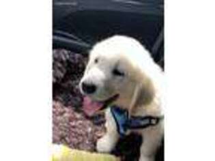 Golden Retriever Puppy for sale in Millbrook, AL, USA