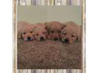 Golden Retriever Puppy for sale in Leasburg, MO, USA