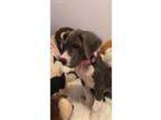 Great Dane Puppy for sale in Linden, NJ, USA