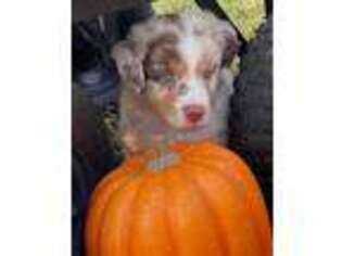 Miniature Australian Shepherd Puppy for sale in Fairview, TN, USA