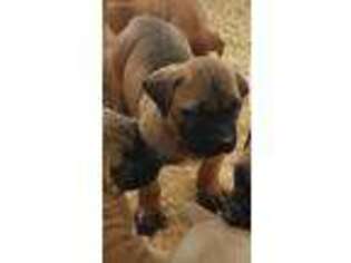 Boerboel Puppy for sale in Cleveland, OH, USA