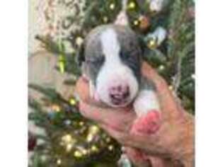 Whippet Puppy for sale in Kearny, NJ, USA