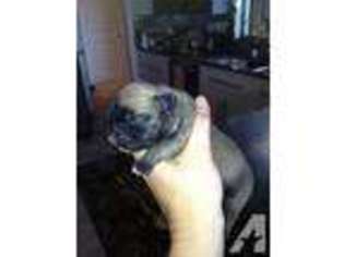 French Bulldog Puppy for sale in LEANDER, TX, USA