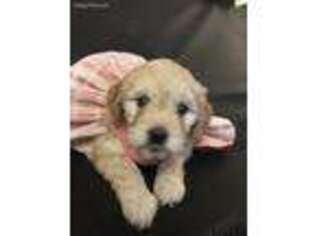 Labradoodle Puppy for sale in Homewood, IL, USA